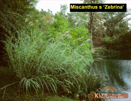 MISCANTHUS sinensis 'Zebrina' - Zebra Grass