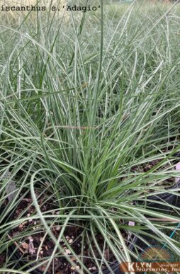 Miscanthus sinensis 'Adagio'-Adagio Japanese Maiden Grass