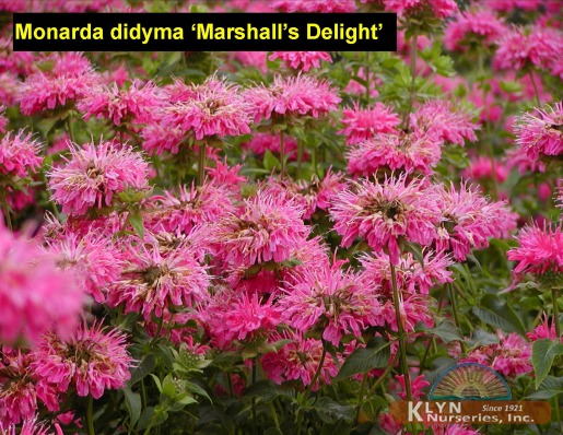 MONARDA didyma 'Marshall's Delight' - Marshall's Delight Bee-Balm