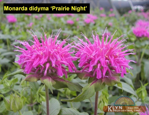 MONARDA didyma 'Prairie Night' -  Prairie Night Bee-Balm