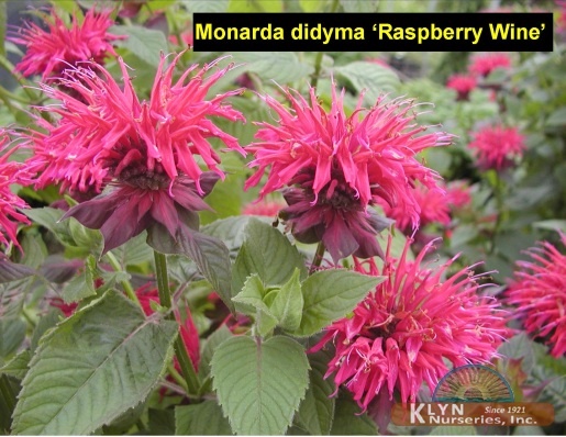 MONARDA didyma 'Raspberry Wine' - Raspberry Wine Bee-Balm