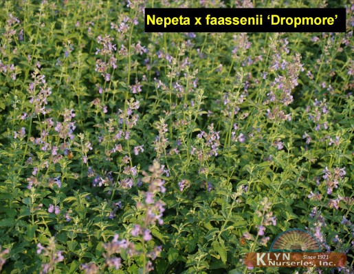 NEPETA x faassenii 'Dropmore' - Dropmore Catmint