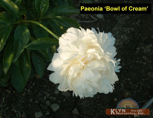 PAEONIA 'Bowl of Cream' - Bowl of Cream Garden Peony