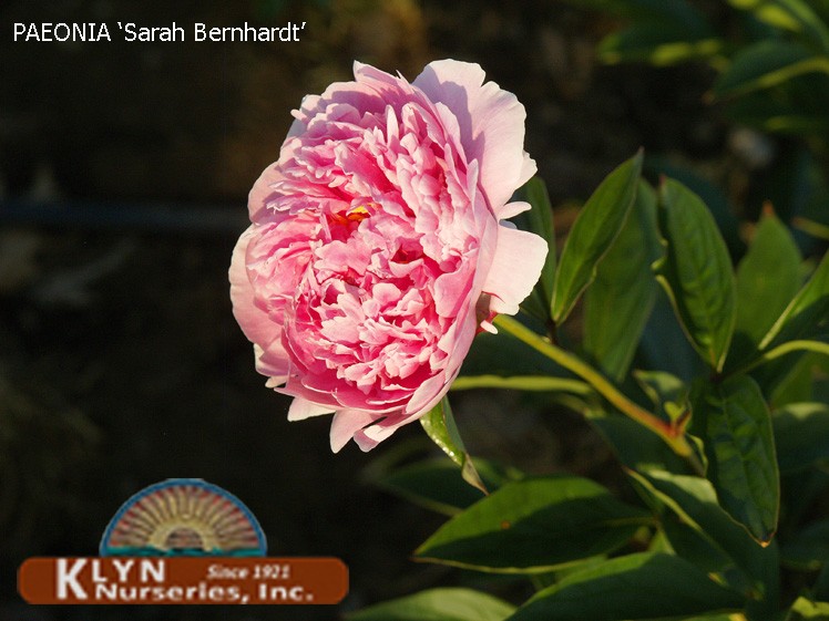 PAEONIA 'Sarah Bernhardt' - Sarah Bernhardt Garden Peony