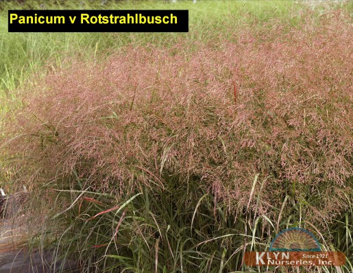 PANICUM virgatum 'Rotstrahlbusch' - Red Rays Switch Grass