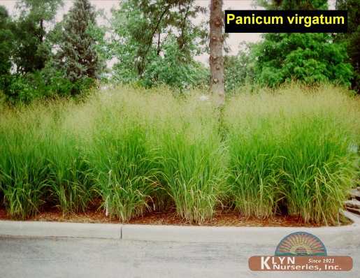 PANICUM virgatum - Switch Grass
