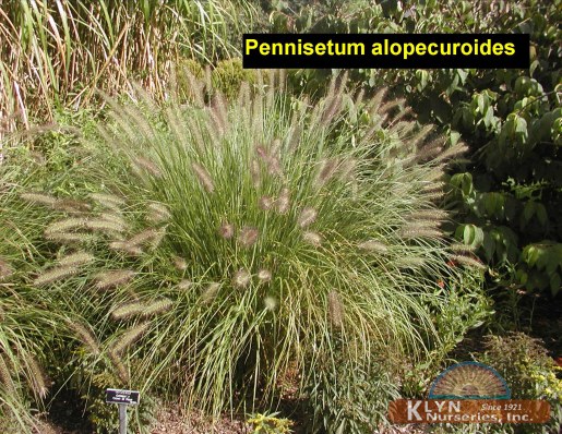 PENNISETUM alopecuroides - Fountain Grass
