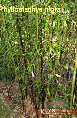 PHYLLOSTACHYS nigra - Black Bamboo