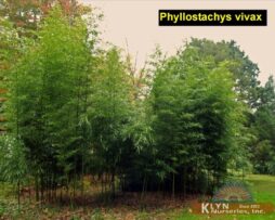 PHYLLOSTACHYS vivax - Chinese Timber Bamboo