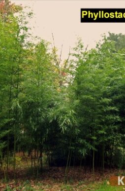 PHYLLOSTACHYS vivax - Chinese Timber Bamboo