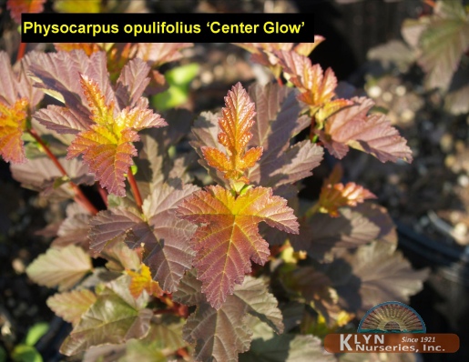 PHYSOCARPUS opulifolius Center Glow™