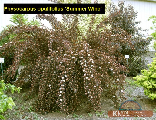 PHYSOCARPUS opulifolius Summer Wine®