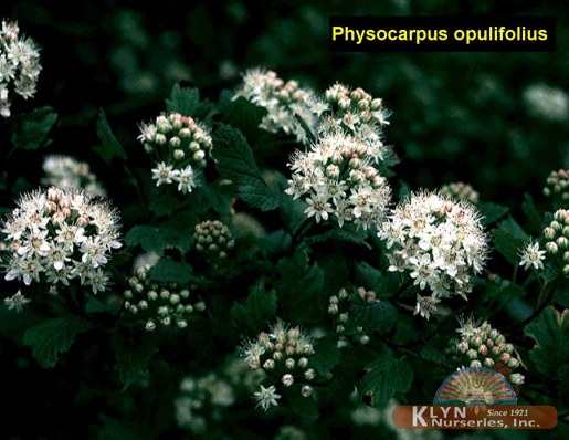PHYSOCARPUS opulifolius