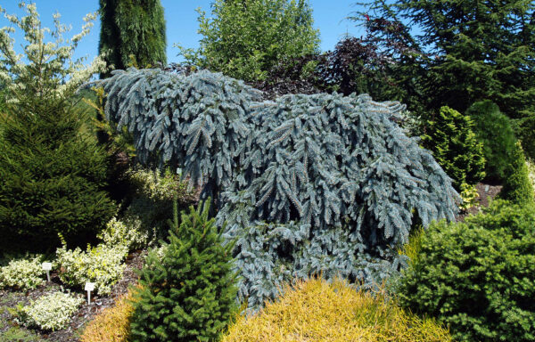 PICEA pungens ‘The Blues’