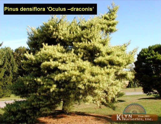 PINUS densiflora ‘Oculus-draconis’