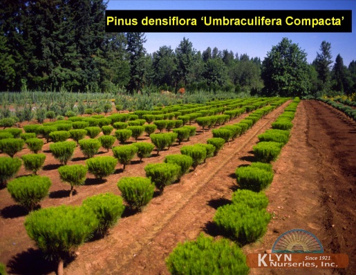 PINUS densiflora 'Umbraculifera Compacta' - Compact Tanyosho Pine