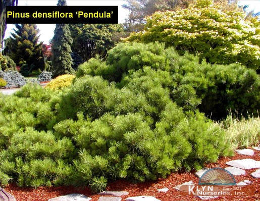 PINUS densiflora 'Pendula' - Weeping Japanese Red Pine