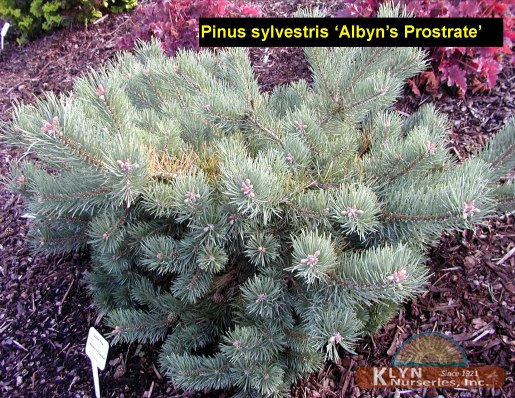 PINUS sylvestris ‘Albyn’s Prostrate’