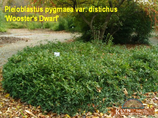 PLEIOBLASTUS pygmaea v. distichus 'Wooster's Dwarf' - Wooster's Dwarf Bamboo