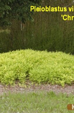 PLEIOBLASTUS viridi-striatus 'Chrysophyllus' - Dwarf Golden Bamboo