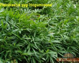 PLEIOBLASTUS pygmaea 'Hugumosasa' - Pygmy Bamboo