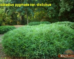 PLEIOBLASTUS pygmaea v. distichus - Dwarf Fernleaf Bamboo