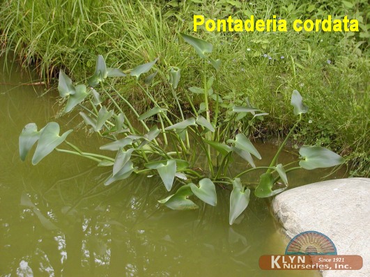 PONTADERIA cordata- Pickerelweed Rush