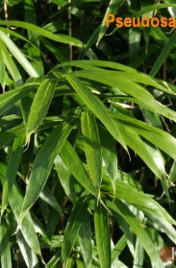 PSEUDOSASA japonica - Arrow Bamboo