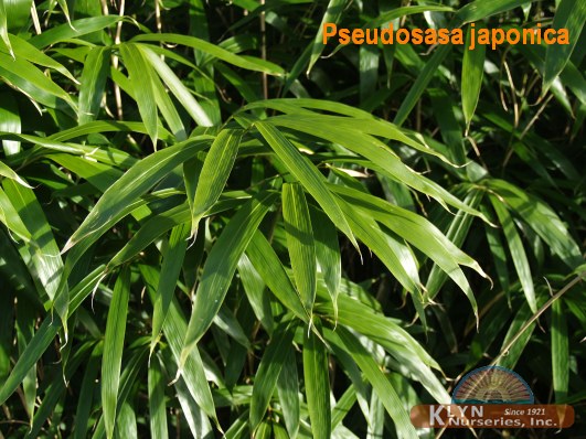 PSEUDOSASA japonica - Arrow Bamboo