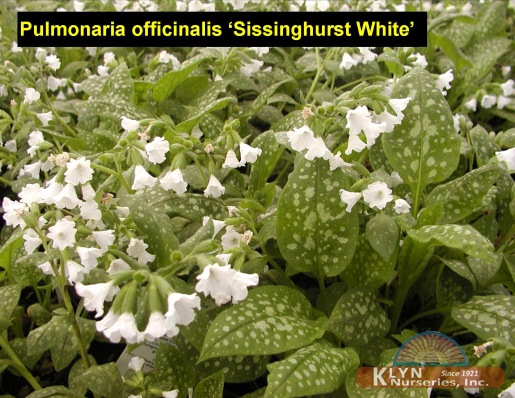 PULMONARIA officinalis 'Sissinghurst White' - Sissinghurst White Lungwort