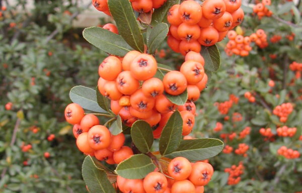 PYRACANTHA coccinea ‘Thornless’