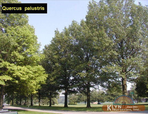 QUERCUS palustris