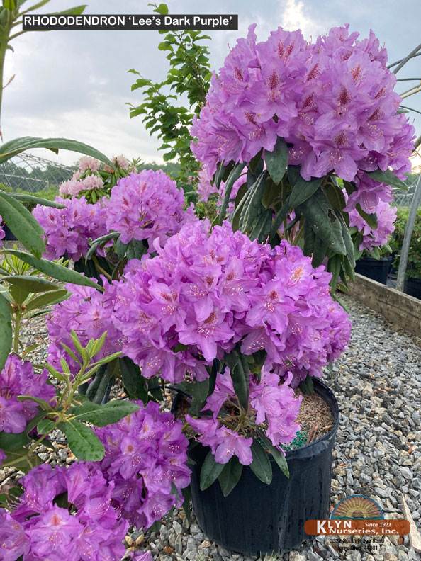 RHODODENDRON 'Lee's Dark Purple' - Lee's Dark Purple Rhododendron