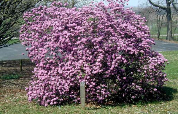 RHODODENDRON ‘P.J.M.’
