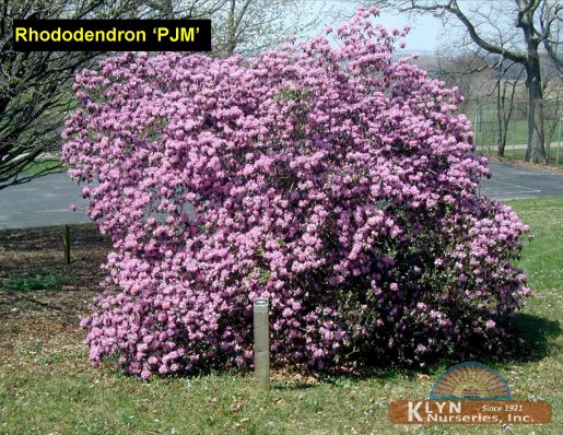 RHODODENDRON  ‘P.J.M.’