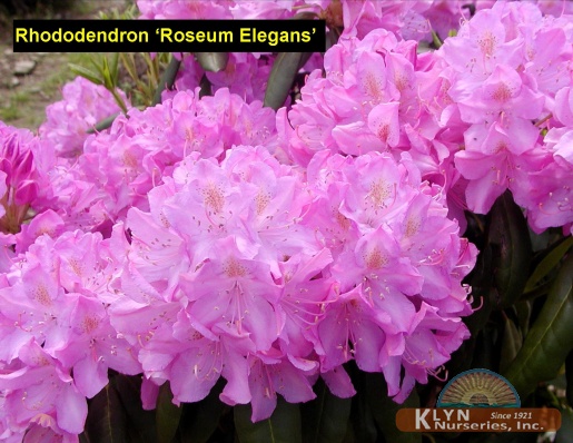 Rhododendron Elegans – Kilmarnock Nurseries