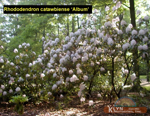 RHODODENDRON catawbiense ‘Album’