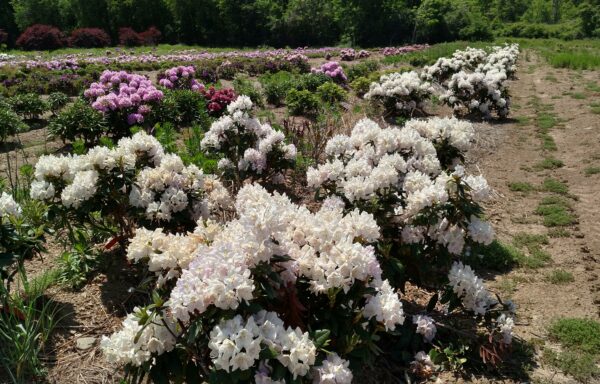 RHODODENDRON ‘Chionoides’