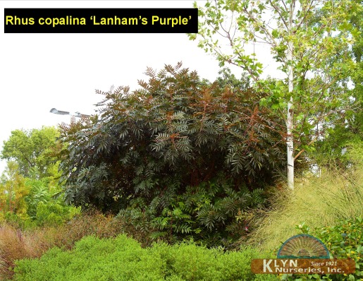 RHUS copalina ‘Lanham’s Purple’
