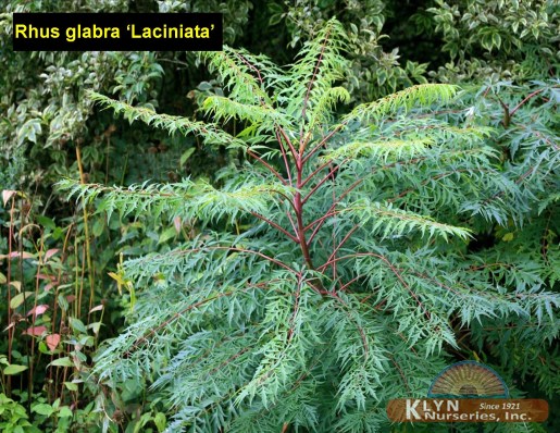 RHUS glabra ‘Laciniata’