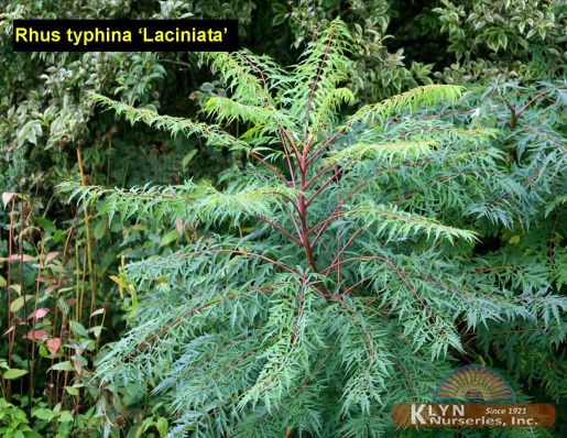 RHUS typhina ‘Laciniata’