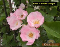 ROSA Carefree Delight™ - Carefree Delight™ Rose