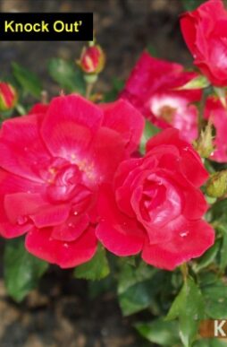 ROSA Double Knock Out® - Double Knockout® Rose