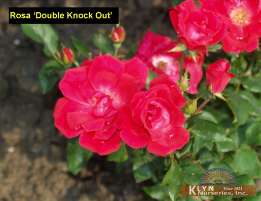 ROSA Double Knock Out®