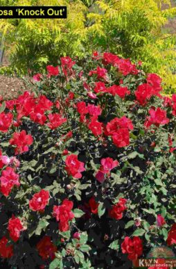ROSA Knock Out® - Knockout® Rose