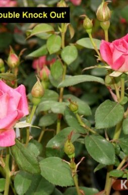 ROSA Pink Double Knock Out® - Pink Double Knock Out® Rose