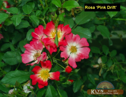 ROSA  Pink Drift®