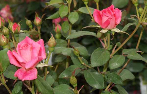 ROSA Pink Double Knock Out®