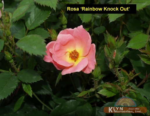 ROSA  Rainbow Knock Out®