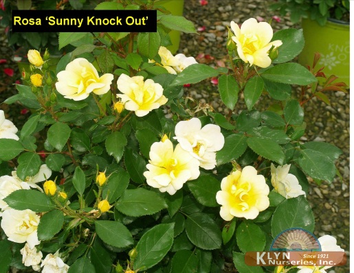 ROSA  Sunny Knock Out®